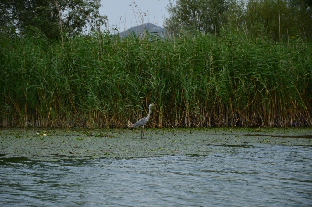 Jezioro Szkoderskie 